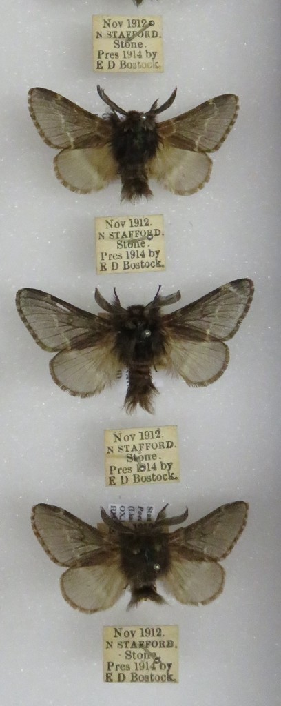 Pinned adult DEcember moths in the HOPE collection.
