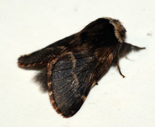 December moth showing black and brown colouration.